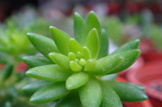 千佛手如何养爆盆，散光沐浴追施复合肥