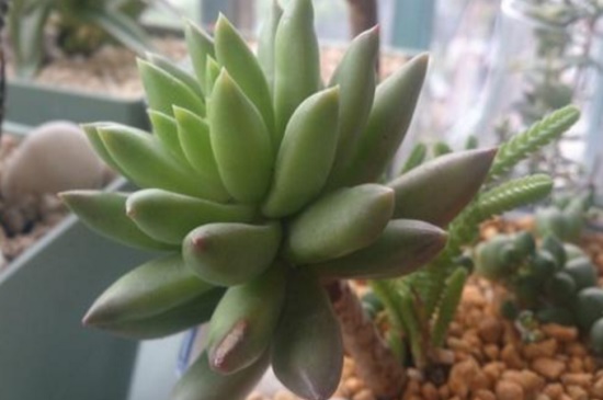 千佛手如何养爆盆，散光沐浴追施复合肥