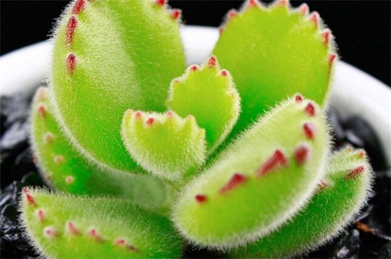 熊童子的养殖办法和留意事项