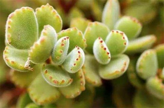 熊童子的养殖办法和留意事项