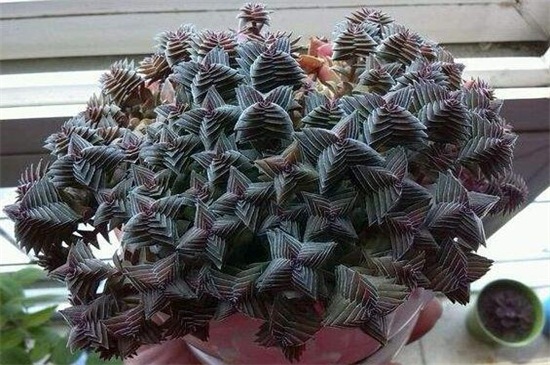 茜之塔烂根如何办，剪掉烂根更换盆土光照