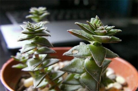 茜之塔烂根如何办，剪掉烂根更换盆土光照