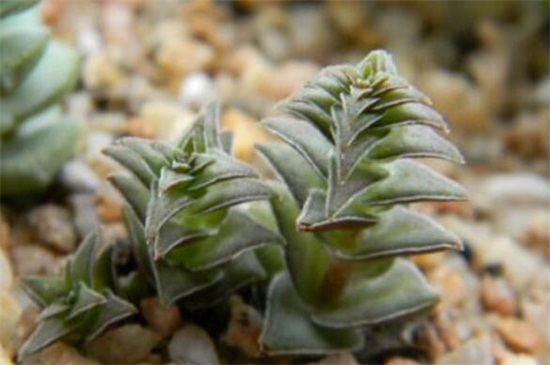 茜之塔烂根如何办，剪掉烂根更换盆土光照