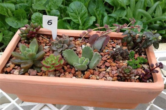 茜之塔烂根如何办，剪掉烂根更换盆土光照