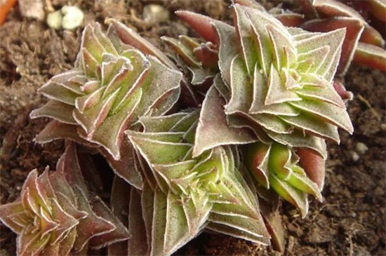 茜之塔的病虫害及其预防和治疗，叶斑病需剪叶洒药预防和治疗