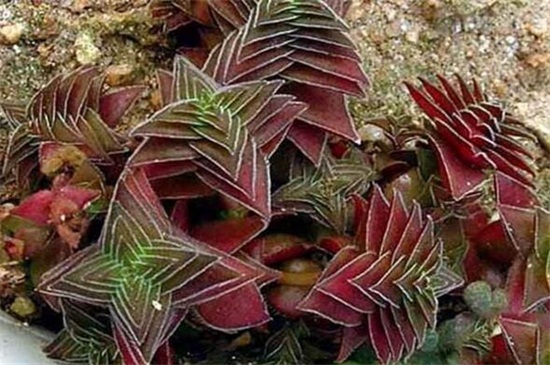 茜之塔的病虫害及其预防和治疗，叶斑病需剪叶洒药预防和治疗