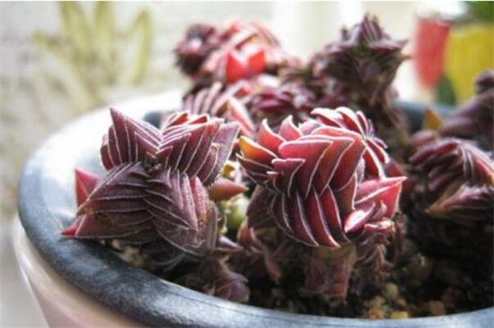 茜之塔的病虫害及其预防和治疗，叶斑病需剪叶洒药预防和治疗