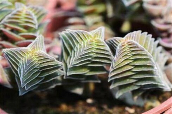 茜之塔的病虫害及其预防和治疗，叶斑病需剪叶洒药预防和治疗