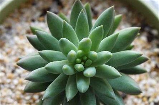 千佛手徒长了如何办,砍头换土增强光照养护