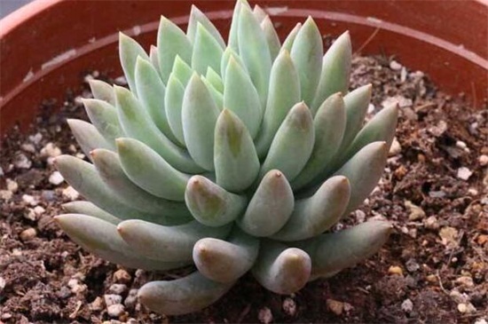 千佛手徒长了如何办,砍头换土增强光照养护