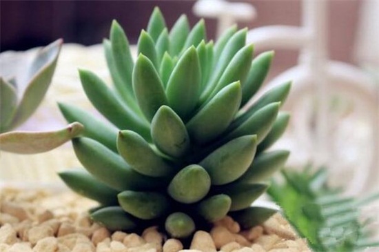 千佛手徒长了如何办,砍头换土增强光照养护