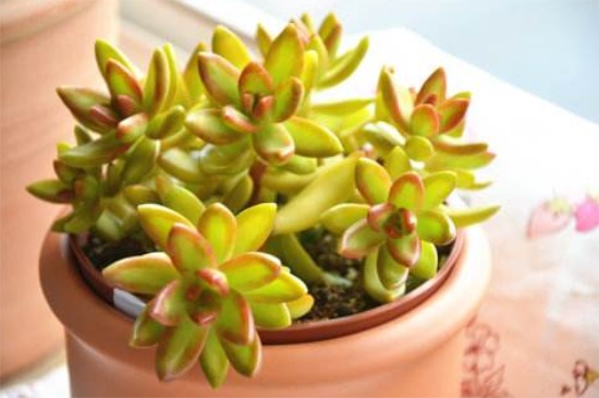 铭月烂根如何办,修根消毒上盆养护