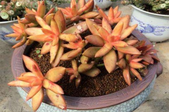 铭月烂根如何办,修根消毒上盆养护