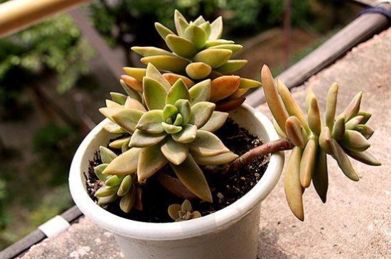 铭月烂根如何办,修根消毒上盆养护