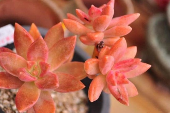 铭月烂根如何办,修根消毒上盆养护