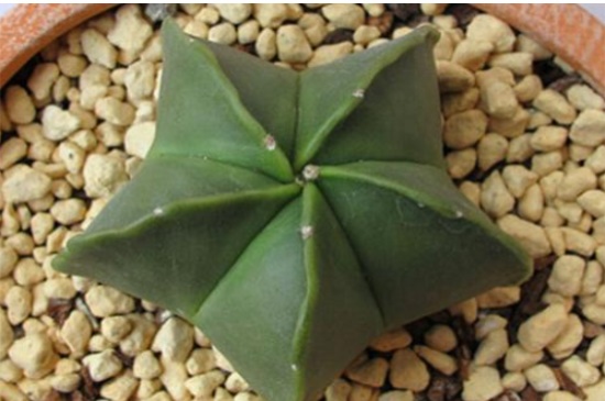 鸾凤玉烂根了如何办,修剪烂根更换盆土