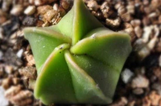 鸾凤玉烂根了如何办,修剪烂根更换盆土