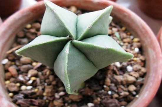 鸾凤玉烂根了如何办,修剪烂根更换盆土