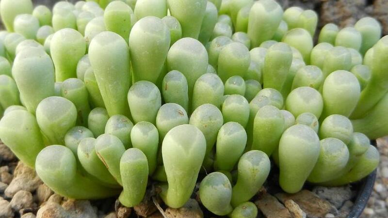 五十铃玉如何养爆盆