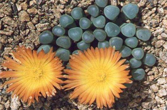 五十铃玉如何养爆盆