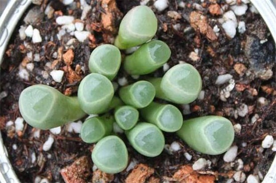 五十铃玉的养殖办法和留意事项