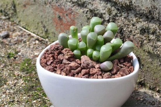 五十铃玉的养殖办法和留意事项