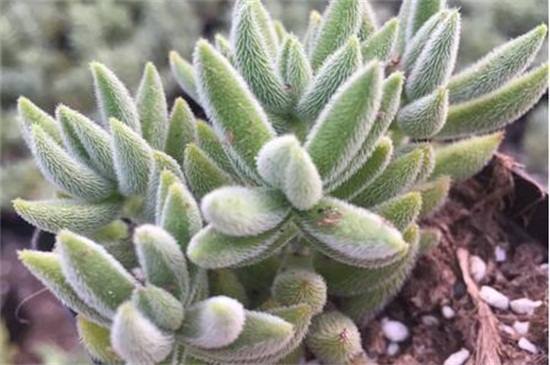 绒针如何浇水，夏季增加频率减少水量