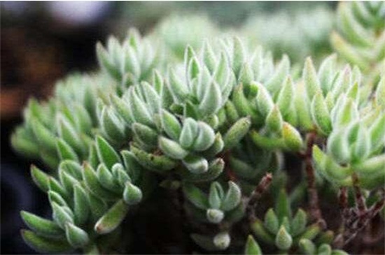 绒针如何浇水，夏季增加频率减少水量