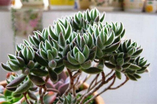 绒针如何浇水，夏季增加频率减少水量