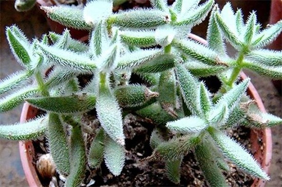 绒针会开花吗,在春季时开放花朵