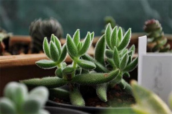 绒针会开花吗,在春季时开放花朵