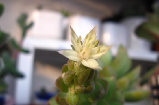 黄丽什么时候开花,春季抽出花箭