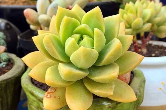 黄丽什么时候开花,春季抽出花箭