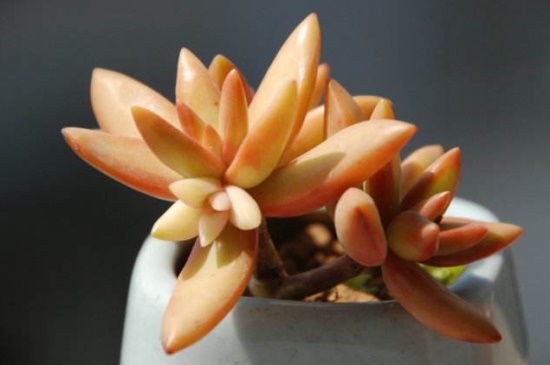 铭月和黄丽的区别,叶片颜色与外形不同