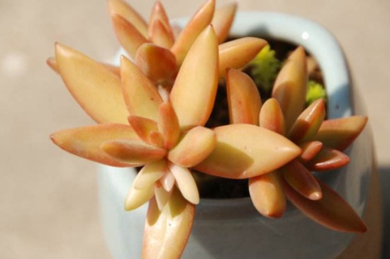 铭月和黄丽的区别,叶片颜色与外形不同