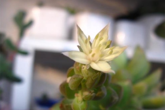 铭月和黄丽的区别,叶片颜色与外形不同