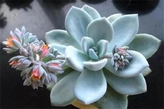 霜之朝如何浇水，四季不同的浇水办法