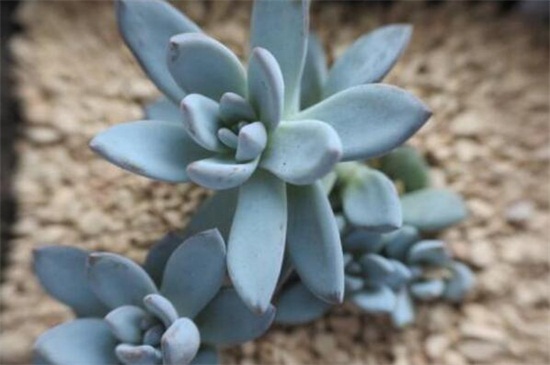 霜之朝如何浇水，四季不同的浇水办法