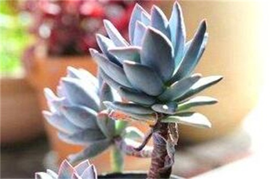 霜之朝如何浇水，四季不同的浇水办法