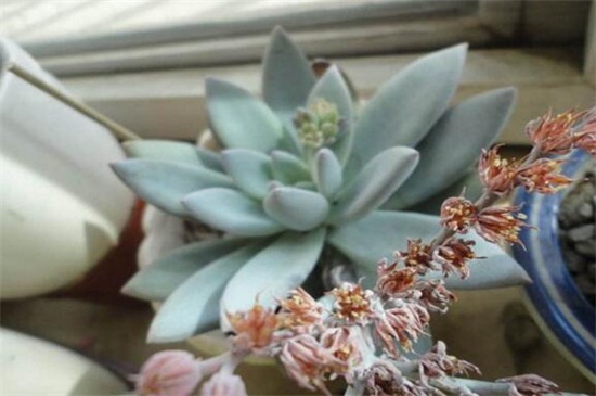 霜之朝如何浇水，四季不同的浇水办法