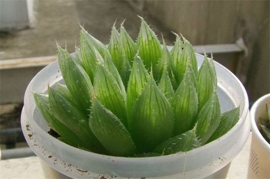 水晶掌如何分株繁殖，详解水晶掌分株步骤