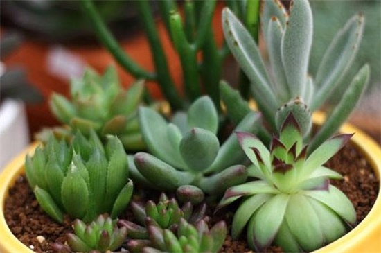 水晶掌如何分株繁殖，详解水晶掌分株步骤