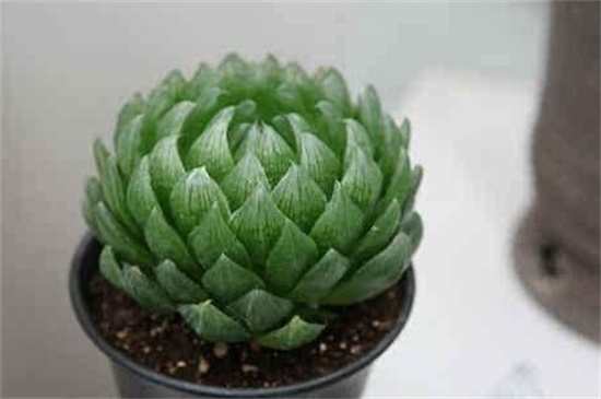 水晶掌夏季能养护吗，夏季处于生长阶段需养护