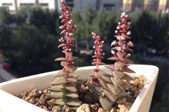 茜之塔开花吗，秋季开白色小花