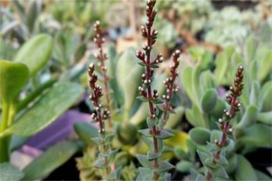 茜之塔开花吗，秋季开白色小花