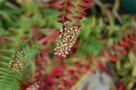 茜之塔开花吗，秋季开白色小花