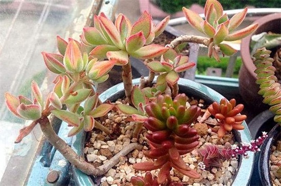 茜之塔开花吗，秋季开白色小花