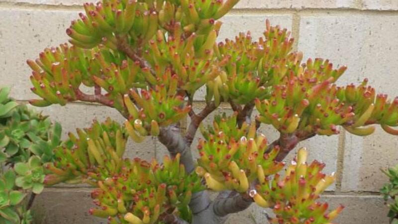 筒叶花月的养殖办法和留意事项