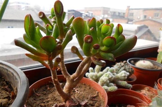 筒叶花月的养殖办法和留意事项