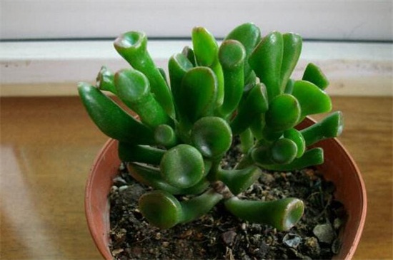 筒叶花月的养殖办法和留意事项